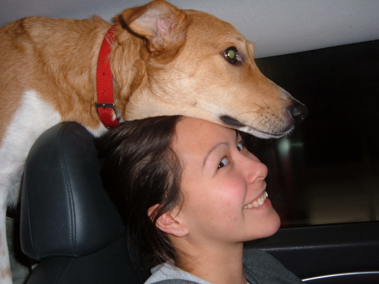 While traffic safety experts say a dog moving freely in a car can be dangerous for the driver, passengers, other motorists and the pet, it’s perfectly legal in most states. (Photo by Emmett Unlimetted/Flickr)