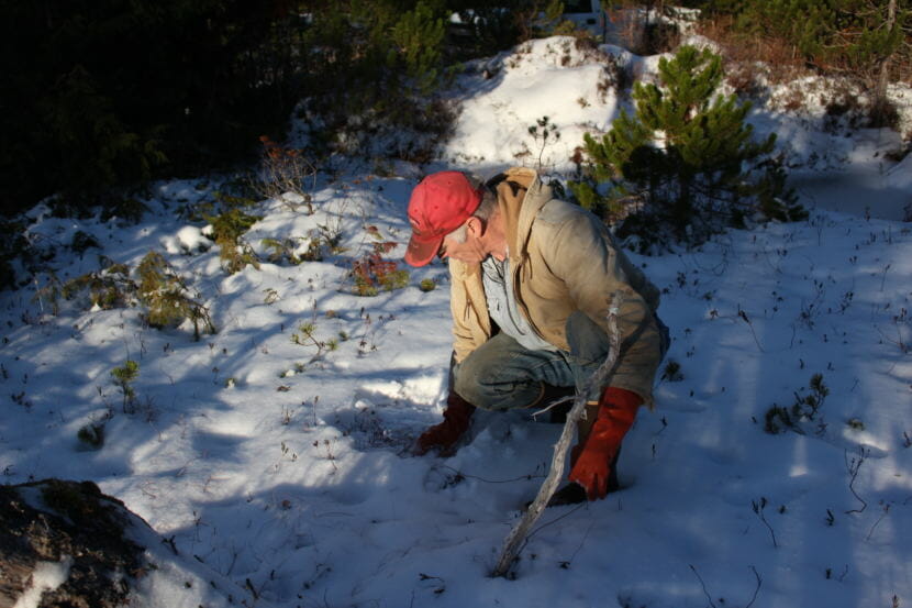 Mike Kampnich from the Nature Conservancy setting up wolf lures to get population estimates. (Photo by Elizabeth Jenkins/Alaska's Energy Desk