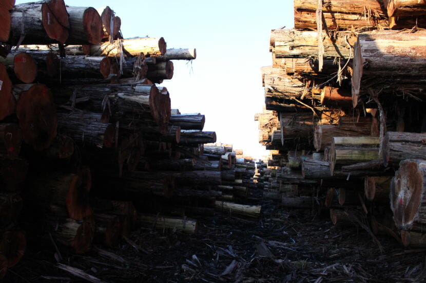 The log yard at Viking Lumber (Photo by Elizabeth Jenkins/Alaska's Energy Desk) 12/05/17