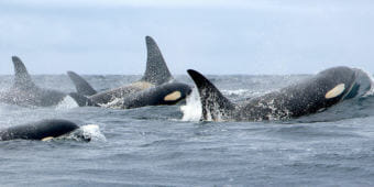 The population of endangered southern resident killer whales has dwindled to 76 individuals. (Photo courtesy Holly Fearnbach/NOAA)