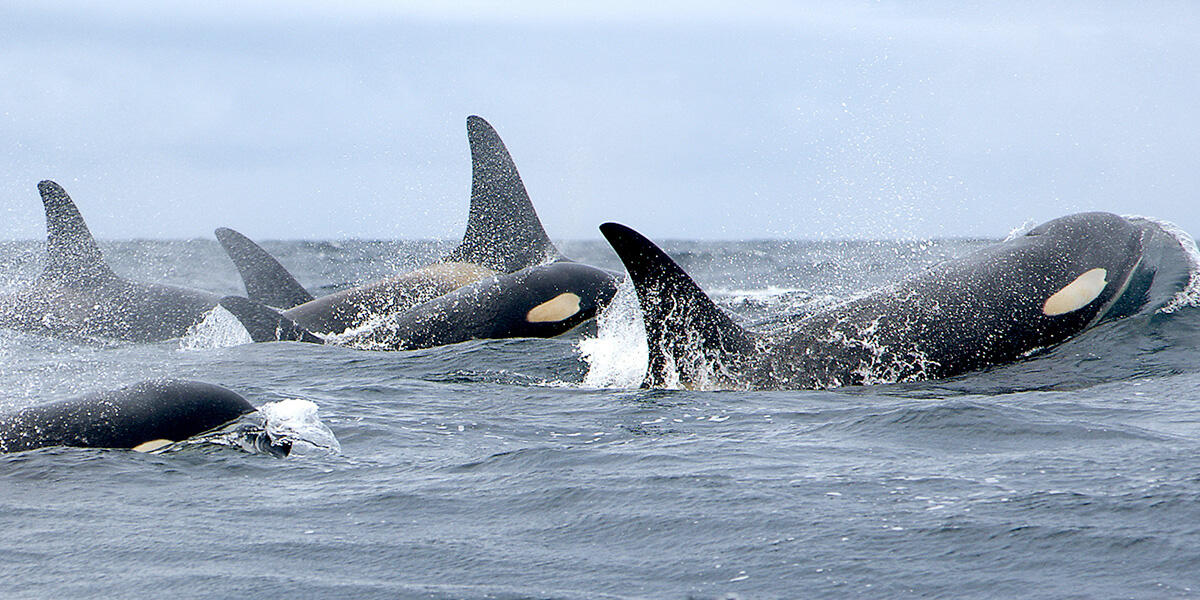 The population of endangered southern resident killer whales has dwindled to 76 individuals. (Photo courtesy Holly Fearnbach/NOAA)