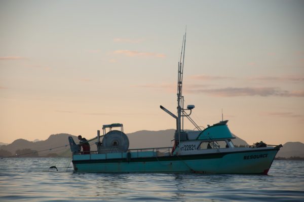 The F/V Resource pulls salmon up in a gillnet during a summer opener. (Photo by Berett Wilber/KHNS)