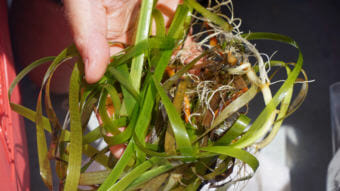 Scientists are hoping that seagrasses could act as a buffer against acidifying oceans. (Photo by Lauren Sommer/KQED)