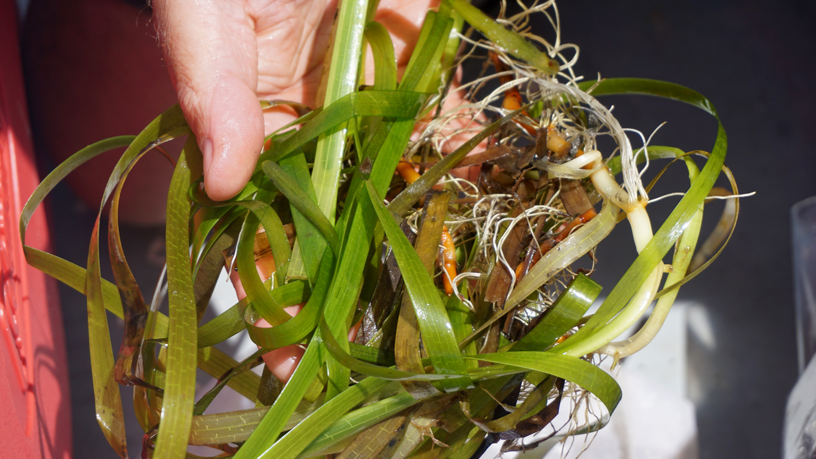 Scientists are hoping that seagrasses could act as a buffer against acidifying oceans. (Photo by Lauren Sommer/KQED)