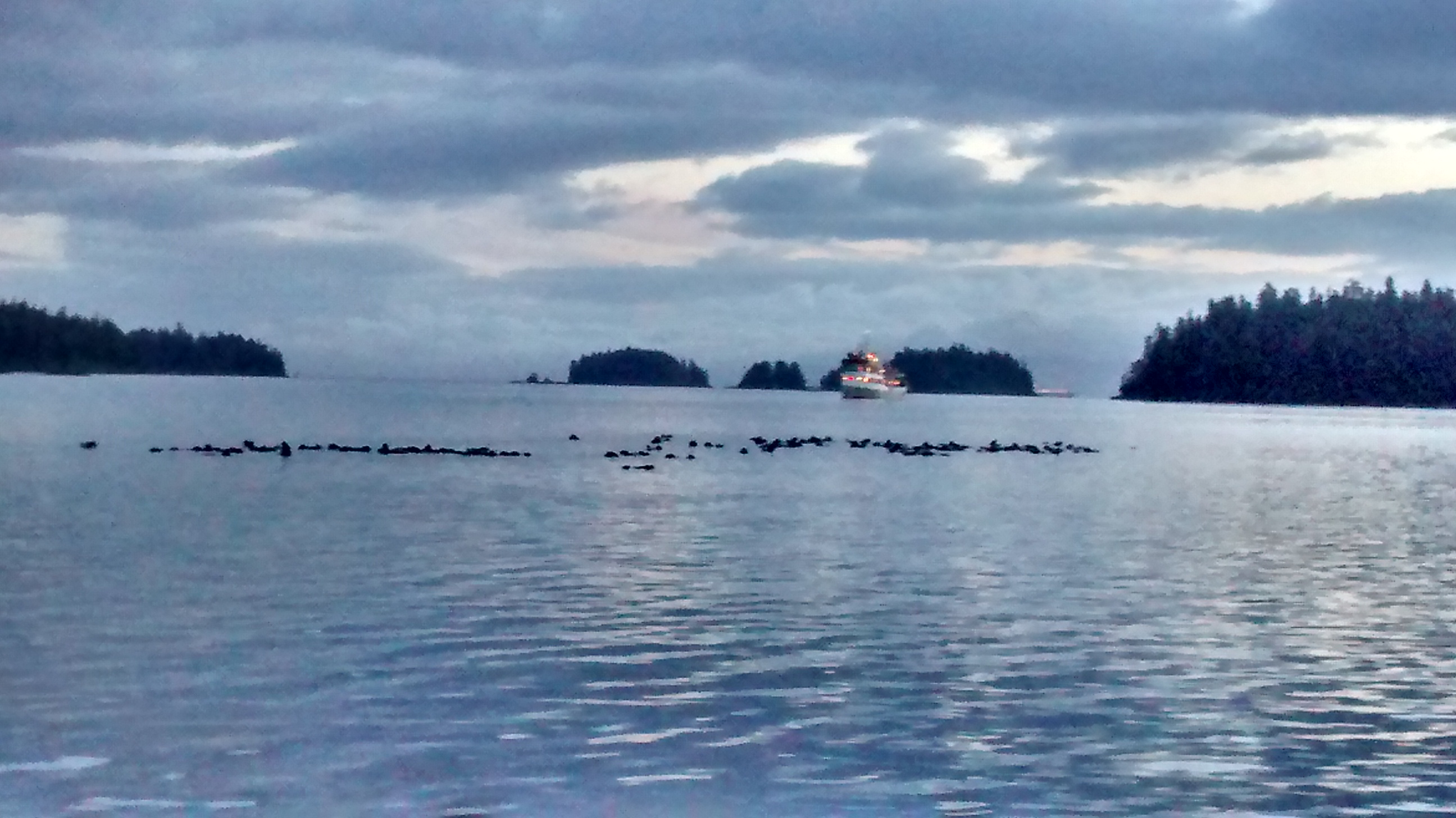 Sea otters raft up in the inside waters of Southeast Alaska in June 2014. (Photo courtesy Matt Lichtenstein)