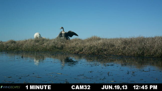 goose 4