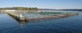 Cooke Aquaculture's Atlantic salmon farm near Bainbridge Island, Washington. (Photo courtesy Washington Department of Natural Resources)