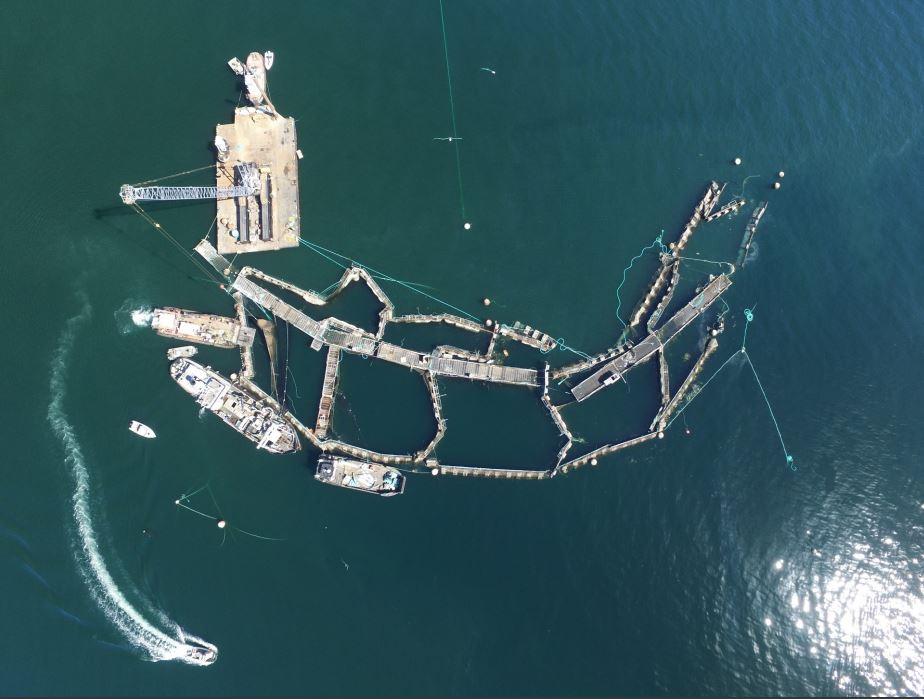 Cooke Aquaculture's ruined Atlantic salmon farm off Cypress Island on Aug. 28. (Photo courtesy Washington Department of Natural Resources)