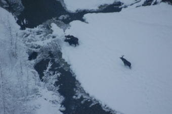 Three moose in the Chilkat Valley photographed during the 2016 survey. (Photo courtesy Carl Koch)