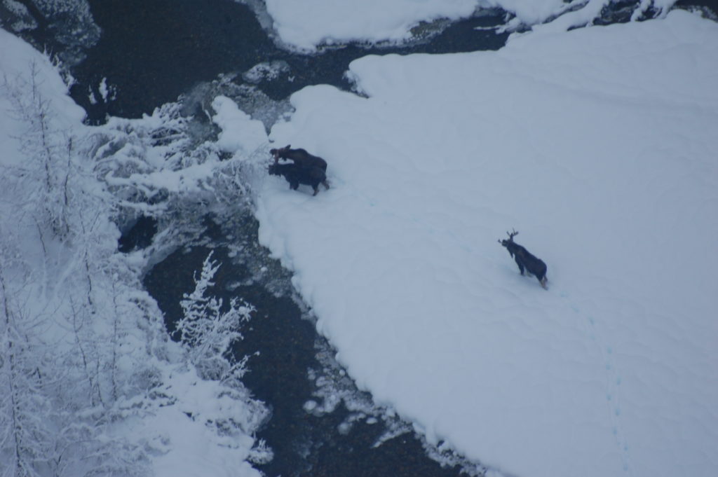Three moose in the Chilkat Valley photographed during the 2016 survey. (Photo courtesy Carl Koch)