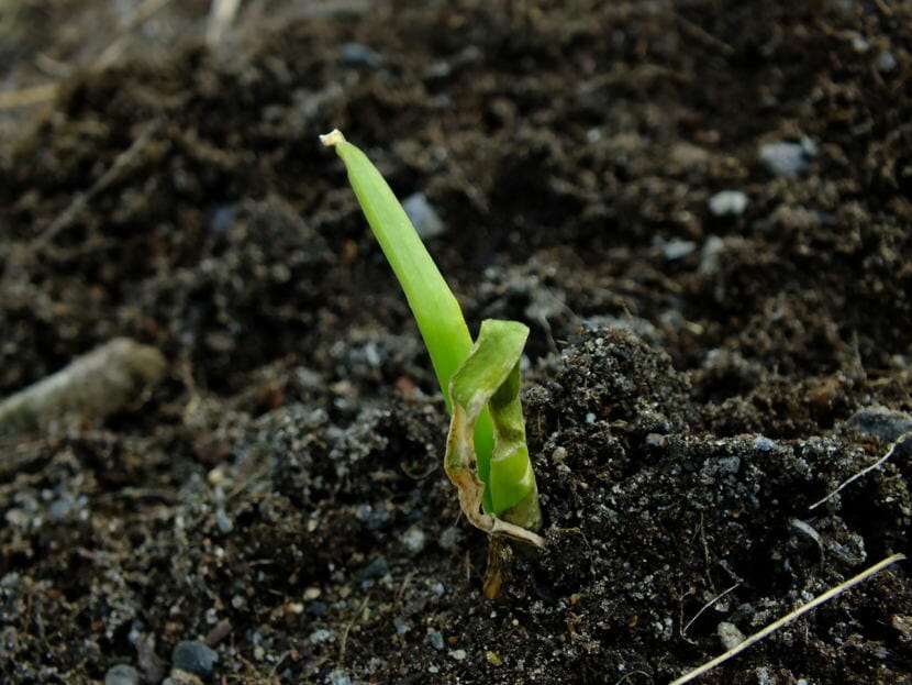 An onion emerges at the KTOO Agricultural Test Station and Garden of Science in late March 2018.