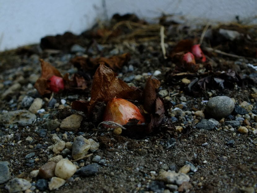 Rhubarb is ready to go and grow at the KTOO Agricultural Test Station and Garden of Science in late March 2018.