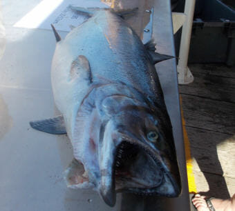 A king salmon is weighed in at Petersburg’s Memorial Day weekend salmon derby in 2015. The 2018 derby has been canceled. (Photo by Joe Viechnicki/KFSK)