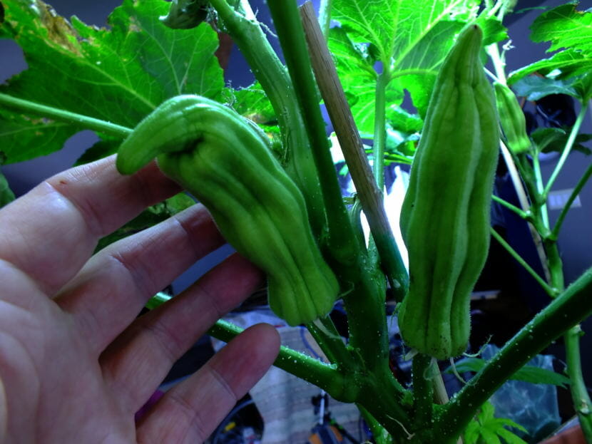 This okra should probably be picked now and put in tonight’s gumbo.