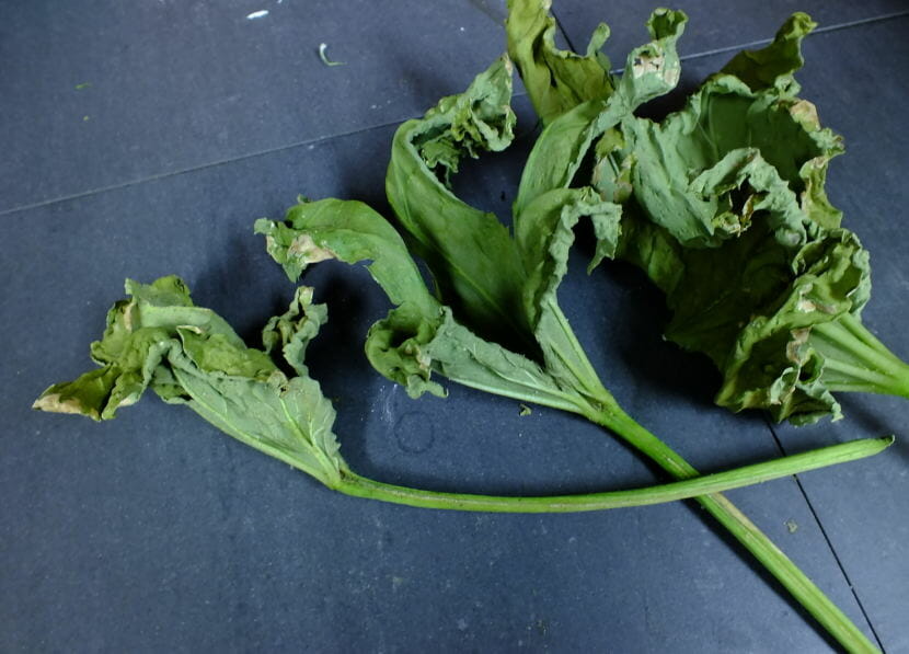 Master Gardener Ed Buyarski says it is relatively normal for such large plants to drop a few leaves on occasion.