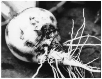 Damage to a turnip caused by root maggot larvae is shown in this image from a UAF Cooperative Extension Service flyer. Note the scars of surface feeding and entrances to feeding tunnels within the root.