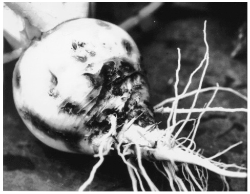 Damage to a turnip caused by root maggot larvae is shown in this image from a UAF Cooperative Extension Service flyer. Note the scars of surface feeding and entrances to feeding tunnels within the root.
