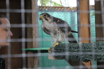Zilla the hybrid Lanner Saker falcon perches during training with Sidney Campbell.
