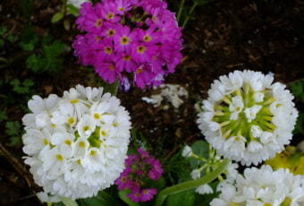 Primroses bloom in a North Douglas flower bed.