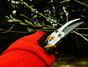 Hold on! This alder may show some cold damage on the lower portion of its branches, but it is budding with new growth and appears in overall good health.