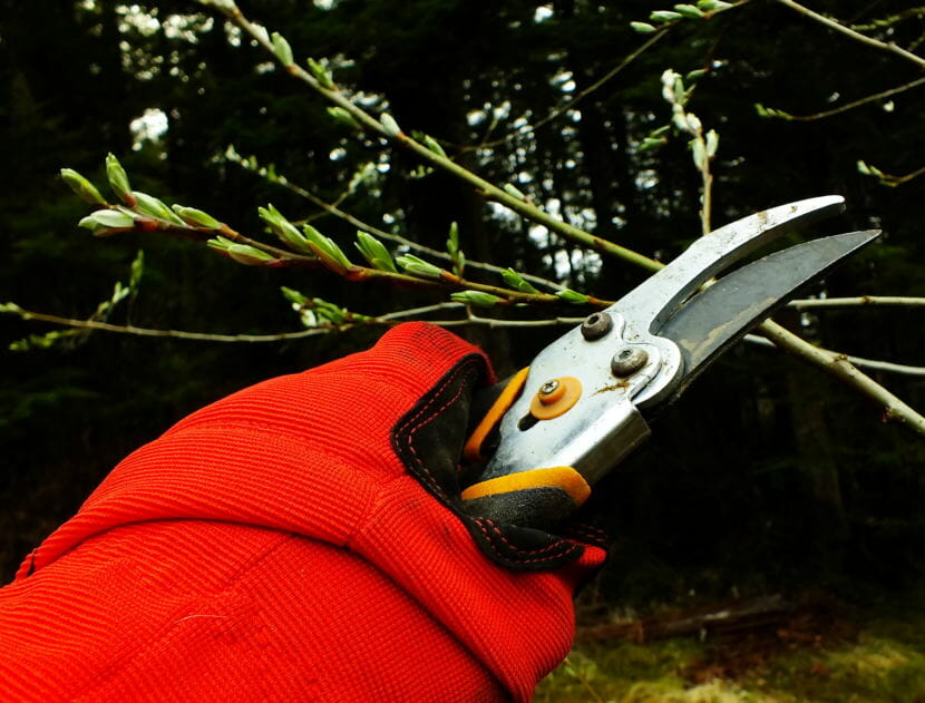 Hold on! This alder may show some cold damage on the lower portion of its branches, but it is budding with new growth and appears in overall good health.