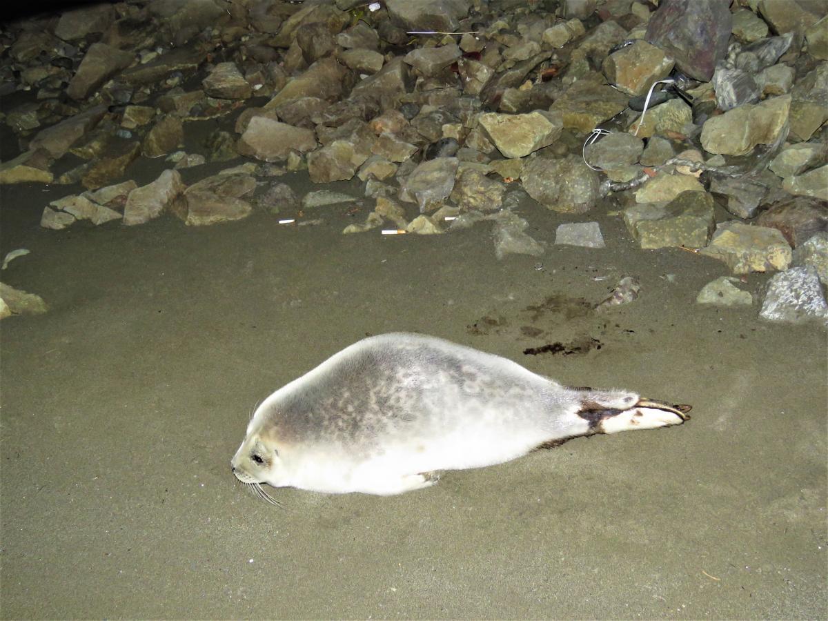 The first ringed seal was spotted last February near Kloosterboer at the Port of Dutch Harbor. (Photo courtesy Melissa Good/Alaska Sea Grant)