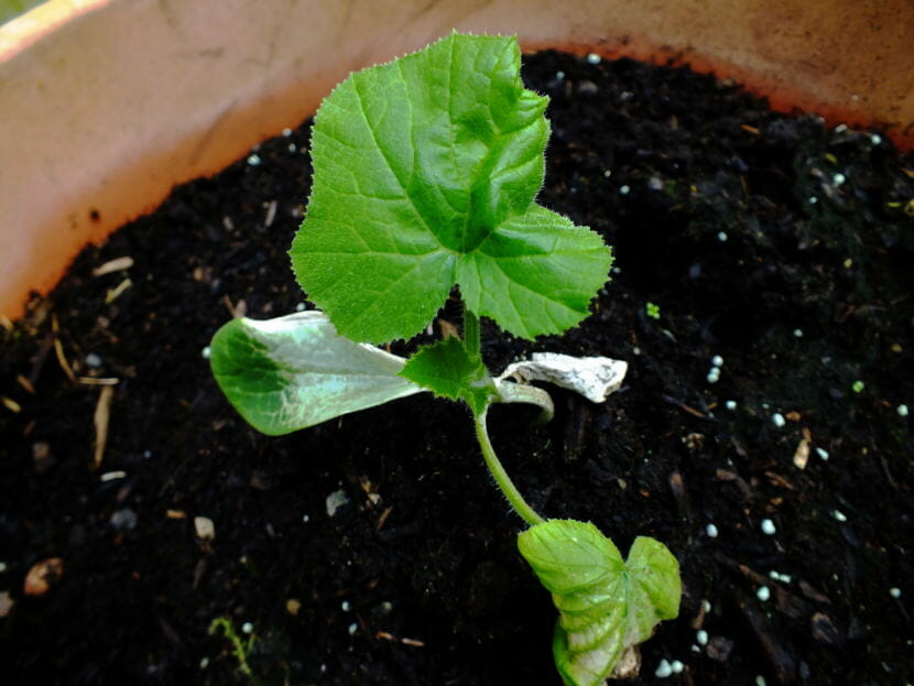 This cucumber plant suffered from severe sunburn and windburn damage because it wasn't properly hardened off before it was planted outdoors. Overnight temperatures also hovered just a few degrees above freezing. But new growth suggests that this plant is on the rebound.