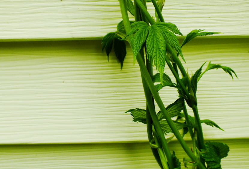 A hops plant winds around and climbs up a portion of a wire trellis in a North Douglas yard. (Photo by Matt Miller/KTOO)