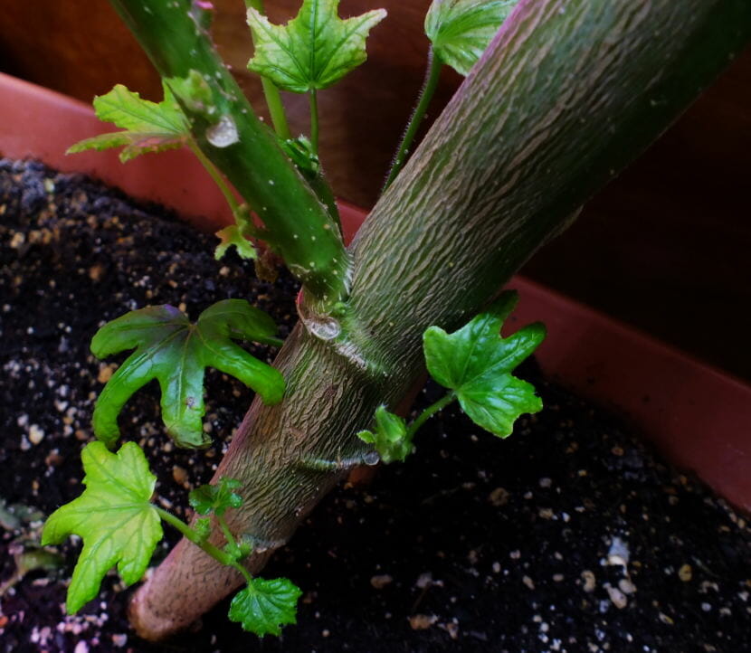 This okra plant dropped many of its leaves after it was transported to a new environment. But abundant new growth at the base suggests that it is far from dead.