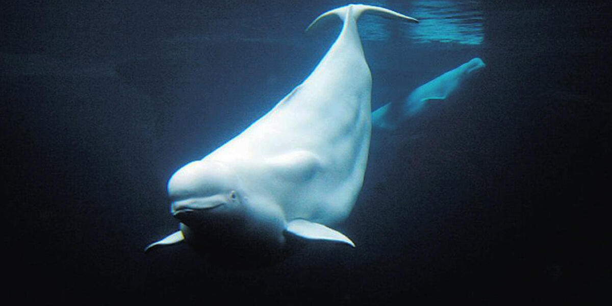 The population of beluga whales that live in the Cook Inlet has been steadily declining in recent years. (Photo courtesy Marine Mammal Commission)