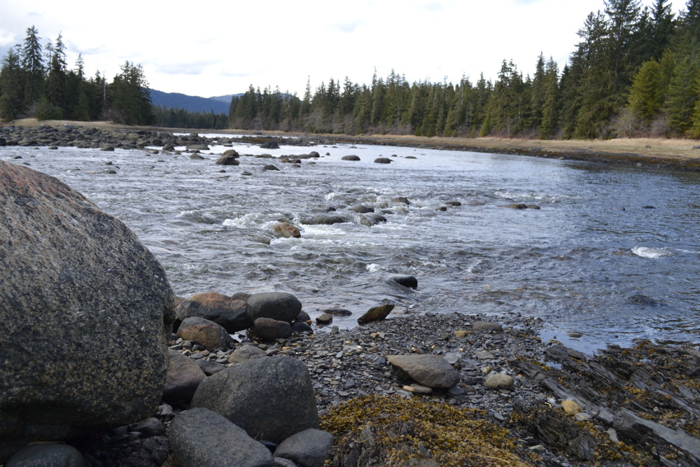 2600 Crystal Lake Hatchery kings are forecast to make it back to Blind River Rapids and the Wrangell Narrows this summer. (Photo by Joe Viechnicki/KFSK)