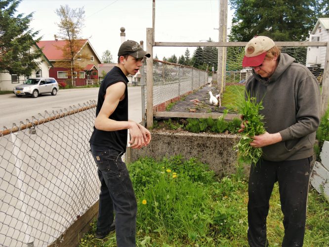 Zack Christensen helps his uncle Lars Christensen weed the strawberry patch at their house on South Nordic Drive, Petersburg. (Photo by Angela Denning/KFSK)