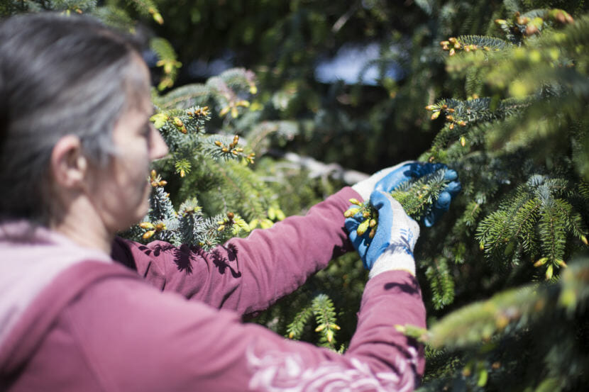Molly Kelly collects a handful of spruce tips in Gustavus on May 31, 2018. This year pickers were paid $3-per-pound of spruce tips.