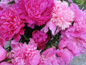 Peonies
