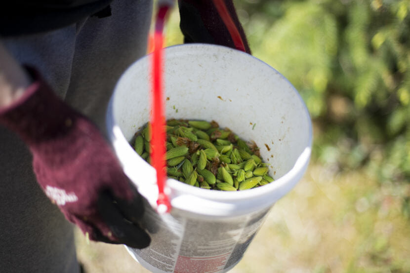 Codi Kelly shows her bucket of spruce tips collected for Pep’s Packing on May 31, 2018.