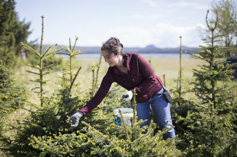 Cassie Parker collects spruce tips along the Gustavus beaches with her family on May 31, 2018. They pick as a group for bear safety.