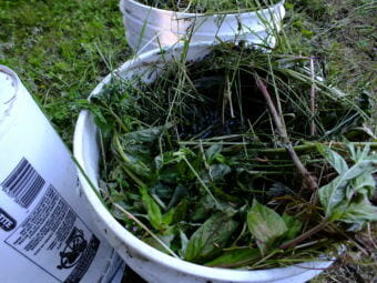 It's not stinky yet. Fresh weed tea brews in a North Douglas garden.