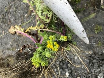 Dorica Jackson holds a piece of Tansy Ragwort, showing the yellow flowers in 2018.