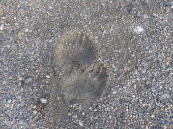 Polar bear prints in Kaktovik
