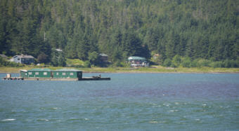 A bloom of algae discolors a swath of Gastineau Channel just north of the Douglas Bridge on Monday, July 30, 2018.