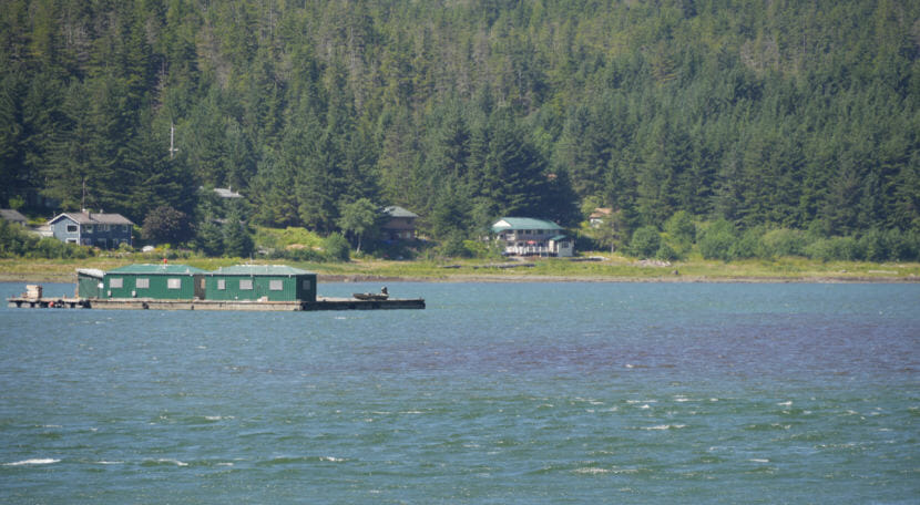 A bloom of algae discolors a swath of Gastineau Channel just north of the Douglas Bridge on Monday, July 30, 2018.