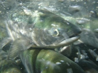 Sockeye swim upstream in Yakutat in 2014. A good “parent year” for sockeye in freshwater systems, Alaska Department of Fish and Game biologist Nicole Zeiser says something “out of our control” killed sockeye in the ocean. (Photo by Nate Catterson/U.S. Forest Service)