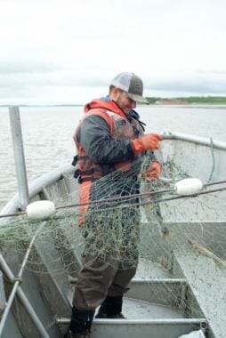 Sockeyes caught in Conrad Day’s net during the flood tide. (Photo by Mitch Borden/KDLG)