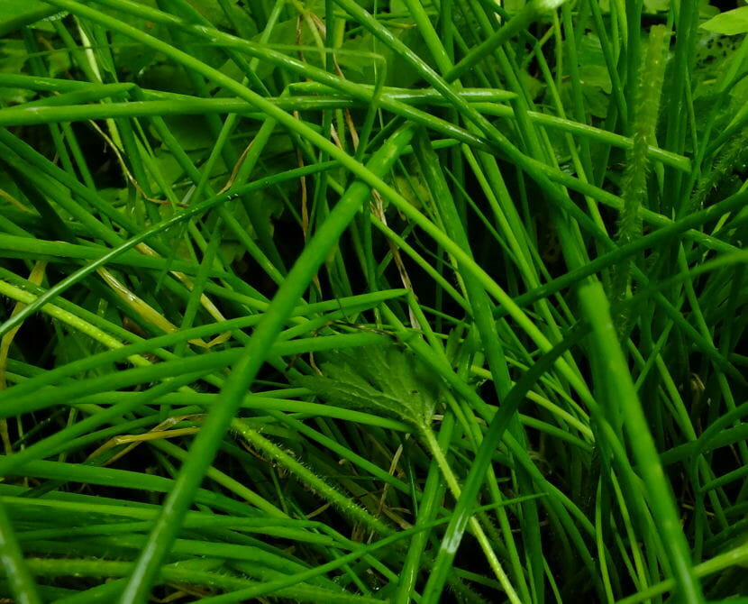 Even prolific weeds cannot crowd out these chives and prevent them from returning year after year in a North Douglas garden.