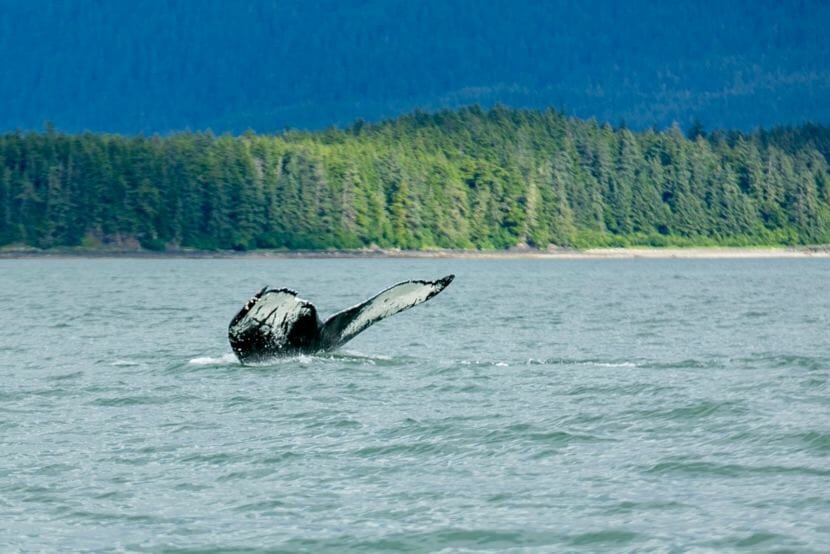 The humpback whale known as Sasha frequents Southeast Alaska waters and is pictured here in Auke Bay in an undated photo. The whale has a distinctive fluke with markings resembling the letters "AK."