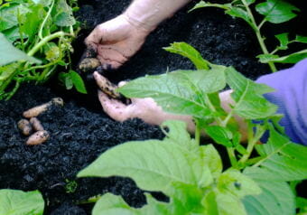 A North Douglas gardener robs his potato plants for some fingerlings for dinner.