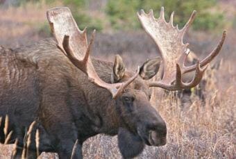 Bull moose