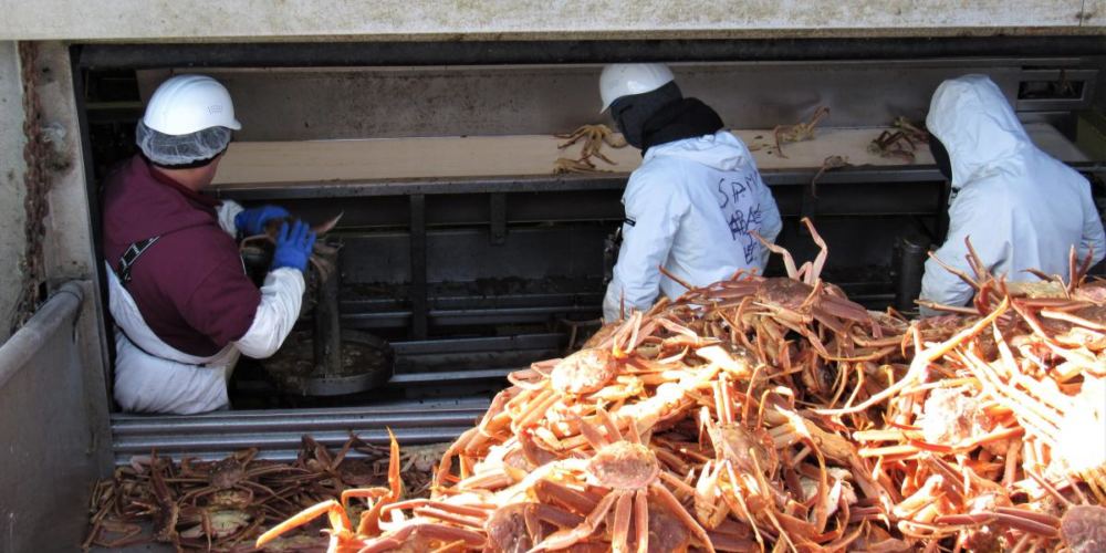 Workers sort opilio crab at the UniSea plant in Unalaska. Company officials have said they're hoping to employ four inmates during the winter fishing season.