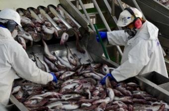 More than 90 percent of the seafood landed in Dutch Harbor in 2017 was Alaska pollock.