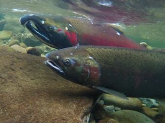 Coho salmon spawning on the Salmon River in Idaho.